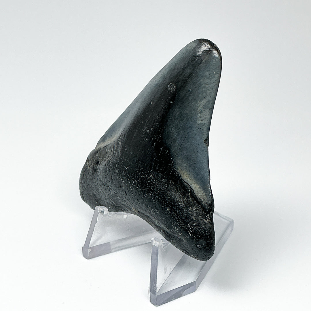 Fossilized Shark Tooth Specimen: Carcharodon Megalodon