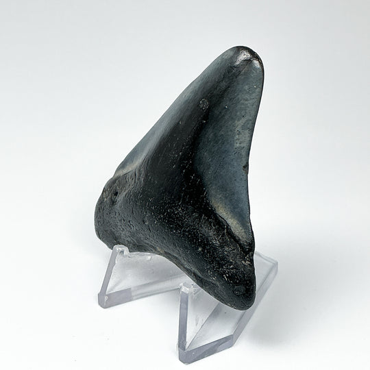 Fossilized Shark Tooth Specimen: Carcharodon Megalodon