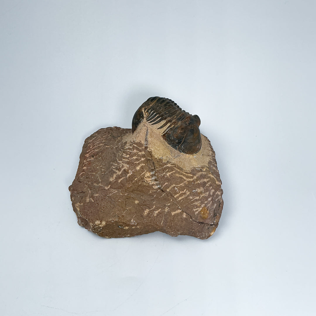 Trilobite Paralajurus Fossil