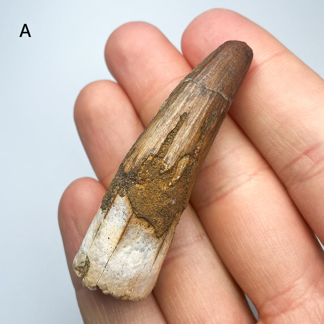 Fossilized Spinosaurus Tooth Specimen
