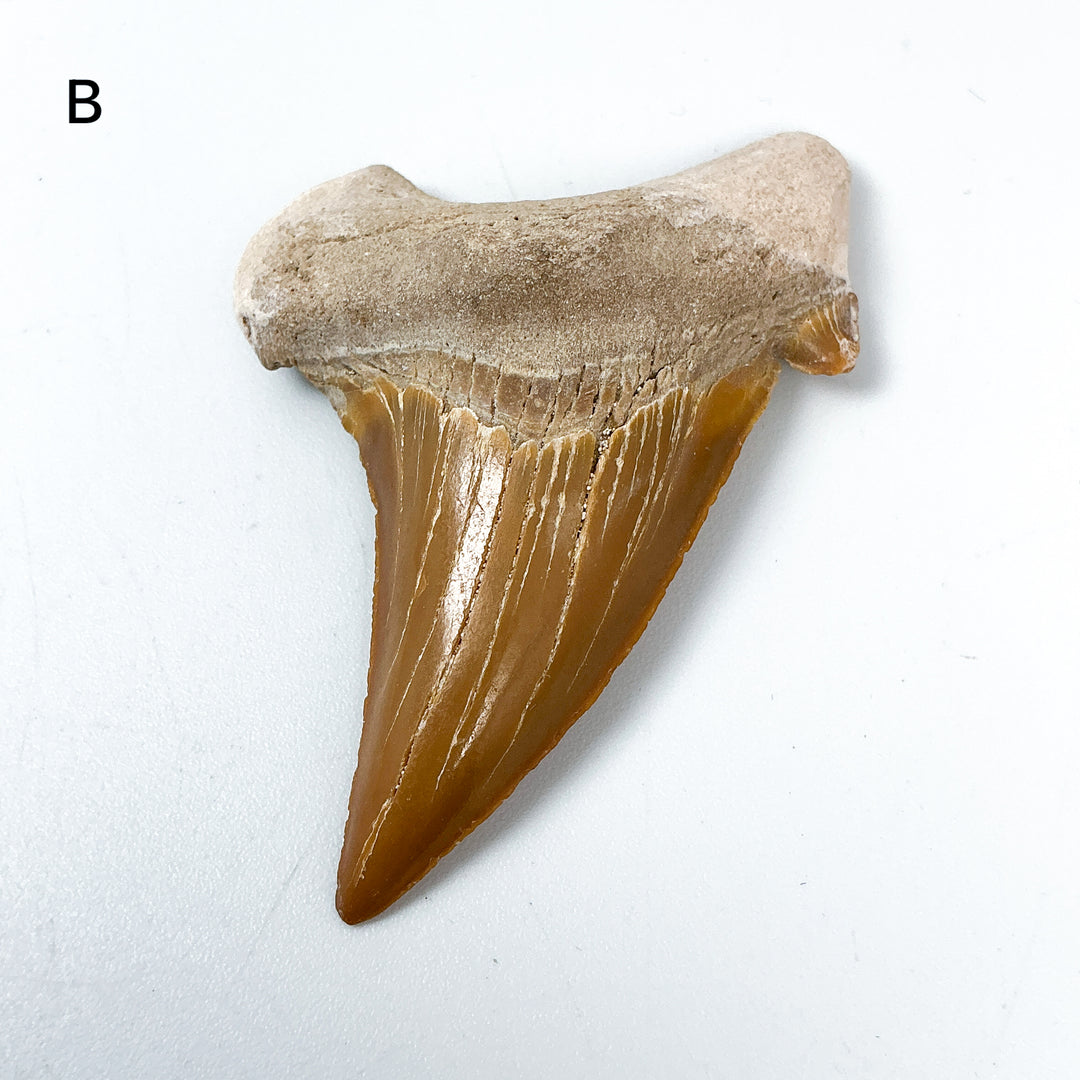 Fossilized Otodus/Lamna Shark Tooth Specimen