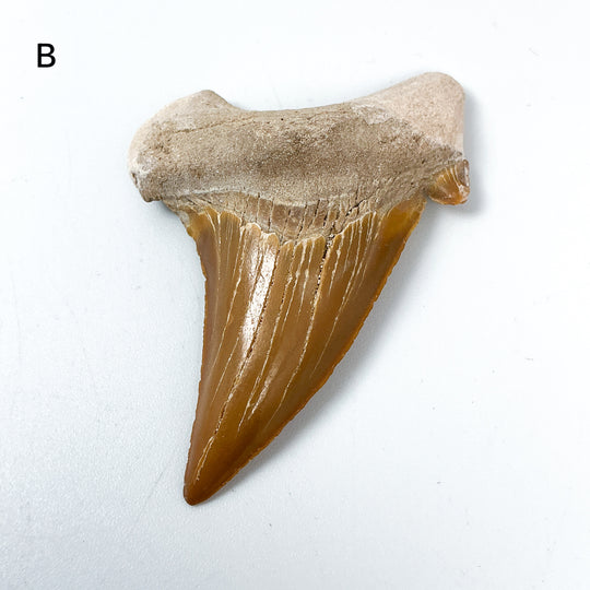 Fossilized Otodus/Lamna Shark Tooth Specimen