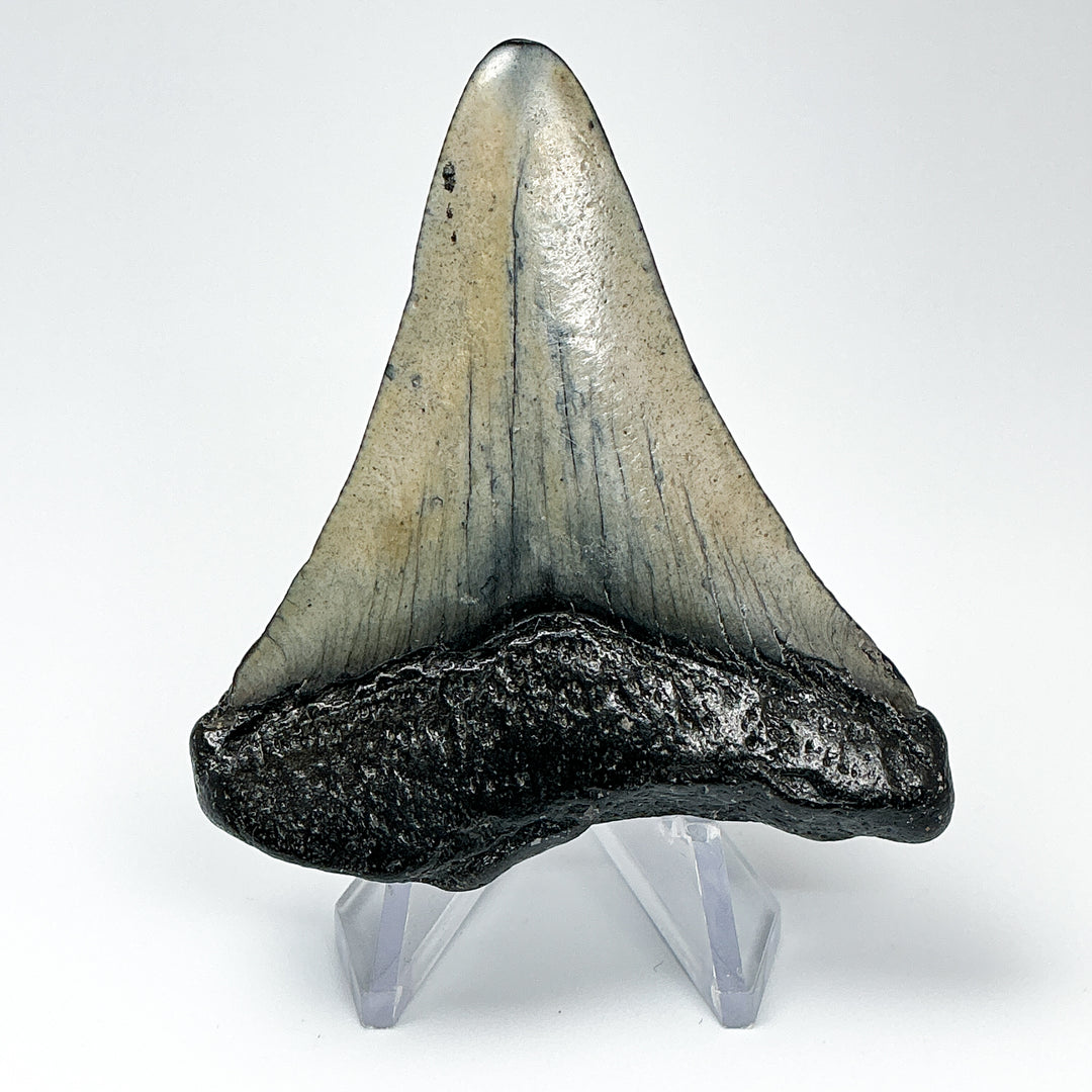 Fossilized Shark Tooth Specimen: Carcharodon Megalodon