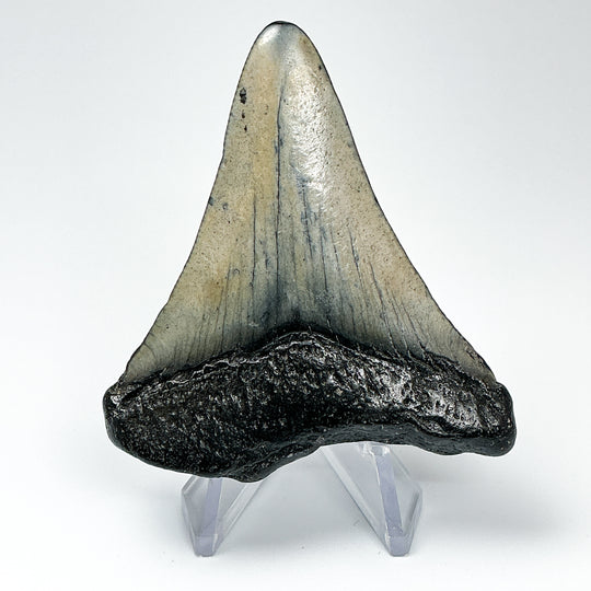 Fossilized Shark Tooth Specimen: Carcharodon Megalodon