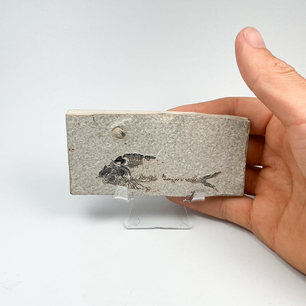 Fish Fossil