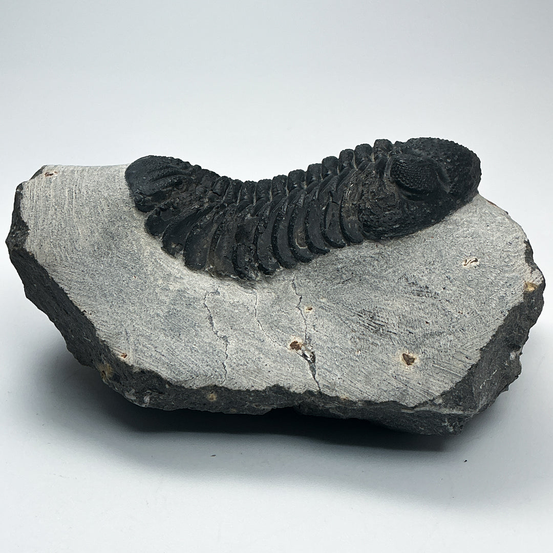 Trilobite Phacops Fossil