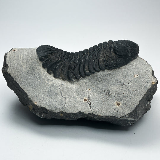Trilobite Phacops Fossil