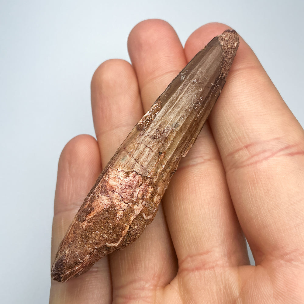 Fossilized Spinosaurus Tooth Specimen