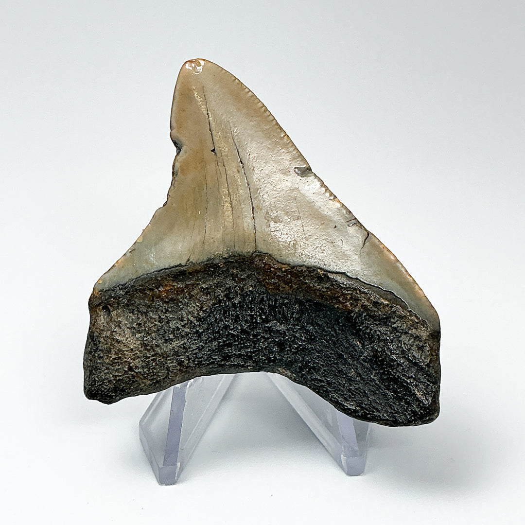 Fossilized Shark Tooth Specimen: Carcharodon Megalodon - Rocks and Gems Canada