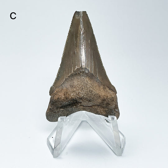 Fossilized Shark Tooth Specimen: Carcharodon Megalodon