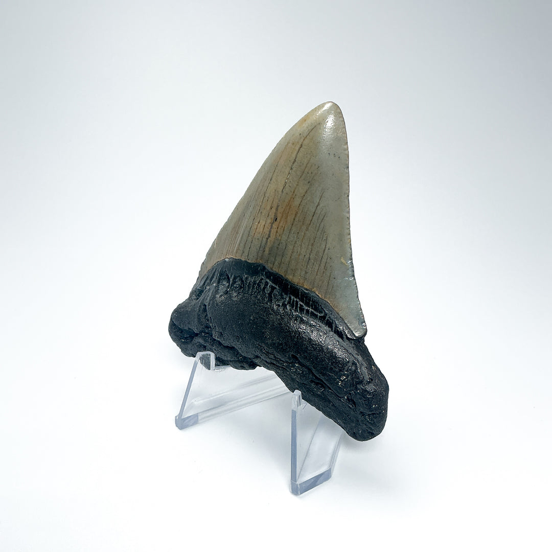 Fossilized Shark Tooth Specimen: Carcharodon Megalodon