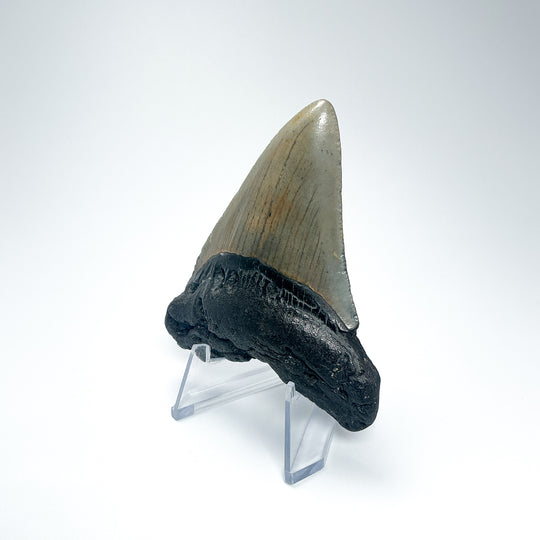 Fossilized Shark Tooth Specimen: Carcharodon Megalodon