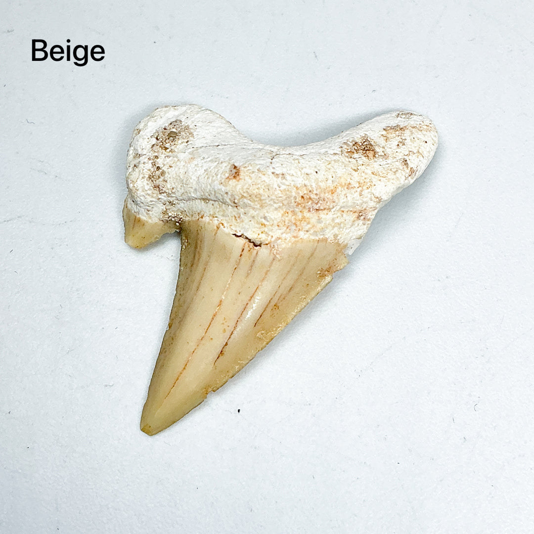 Fossilized Otodus/Lamna Shark Tooth Specimen