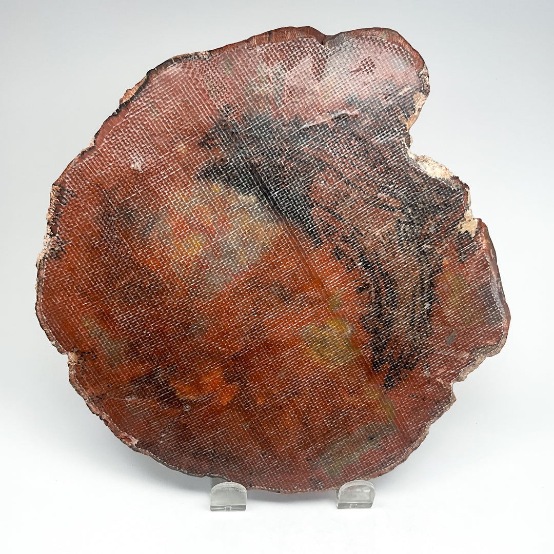 Petrified Wood Slice