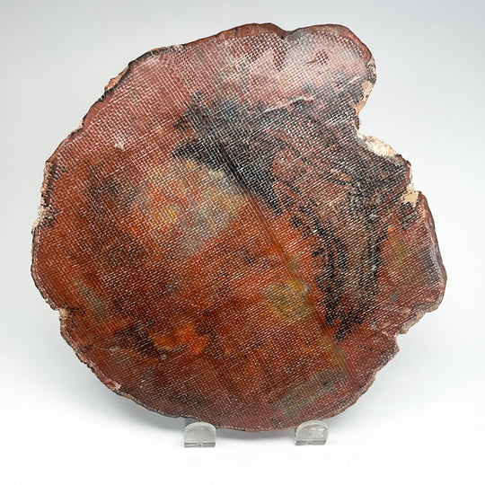 Petrified Wood Slice