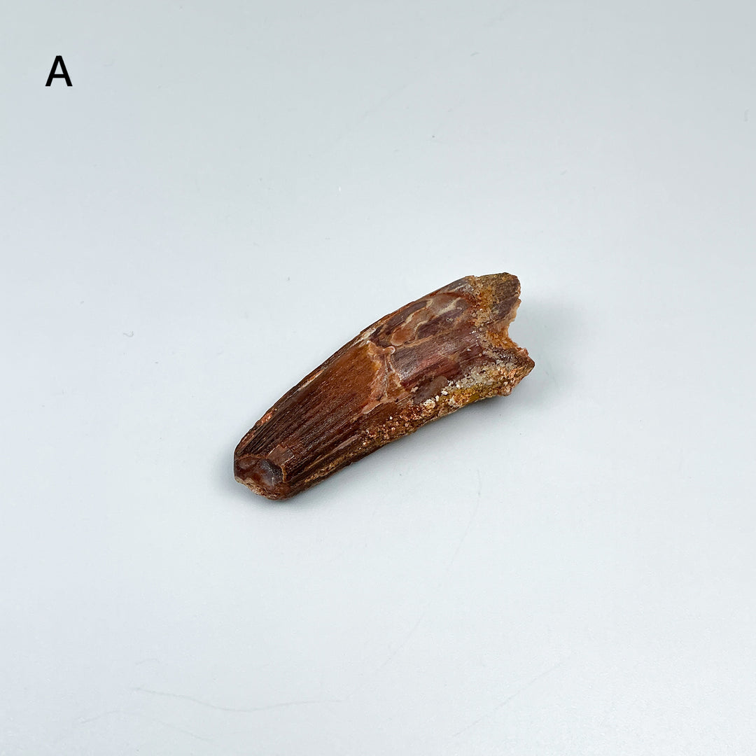 Fossilized Spinosaurus Tooth Specimen