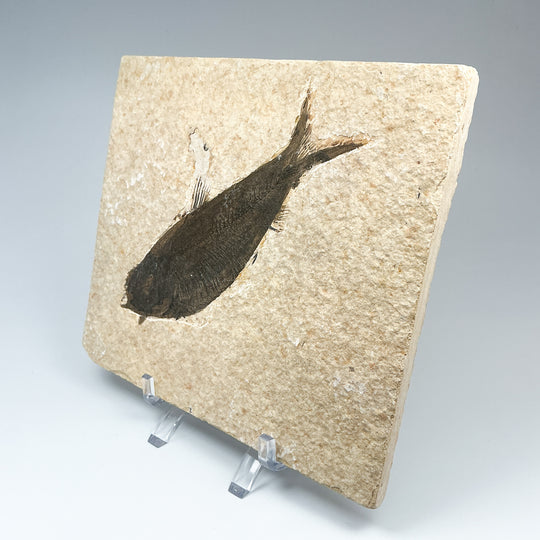 Fish Fossil - Rocks and Gems Canada