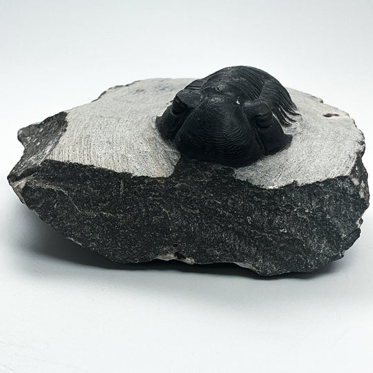 Trilobite Paralajurus Fossil