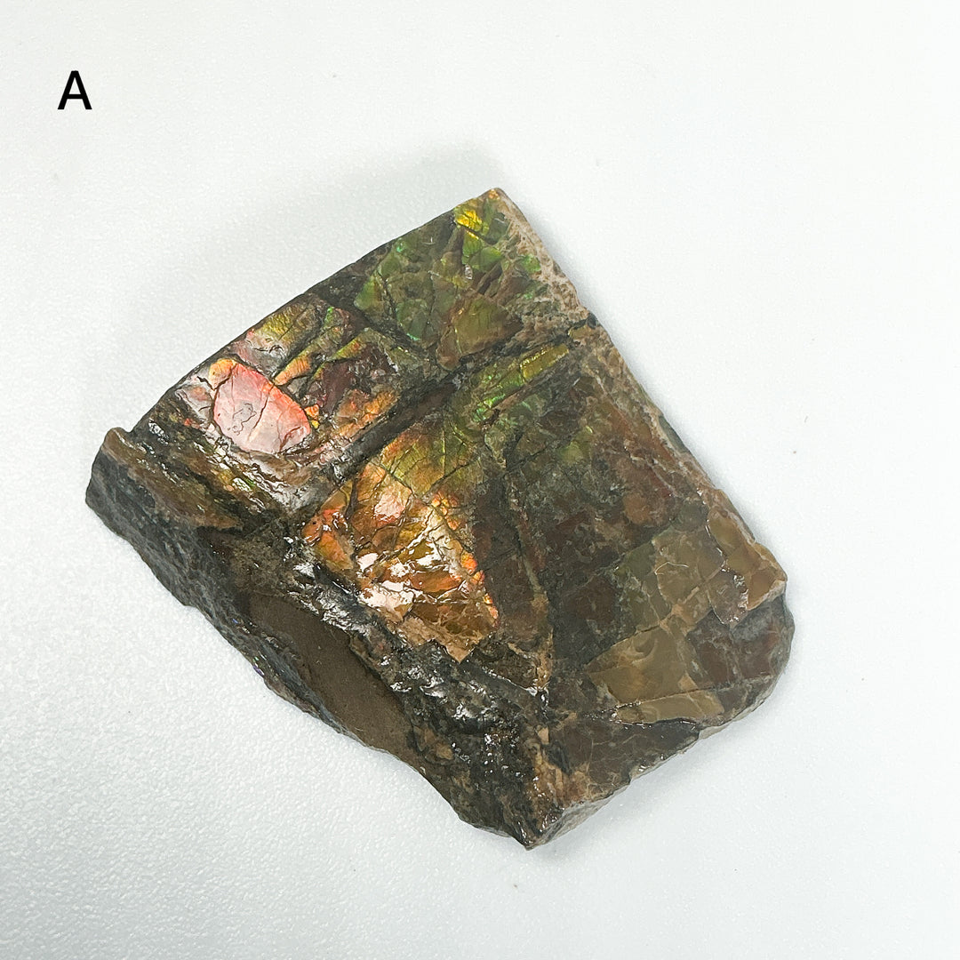 Ammolite Specimen