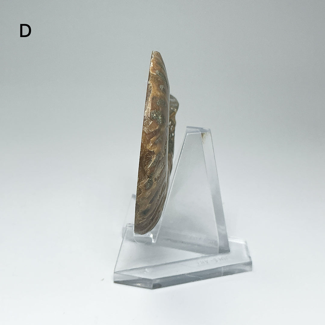 Chambered Ammonite