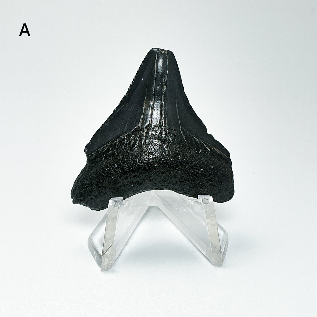 Fossilized Shark Tooth Specimen: Carcharodon Megalodon