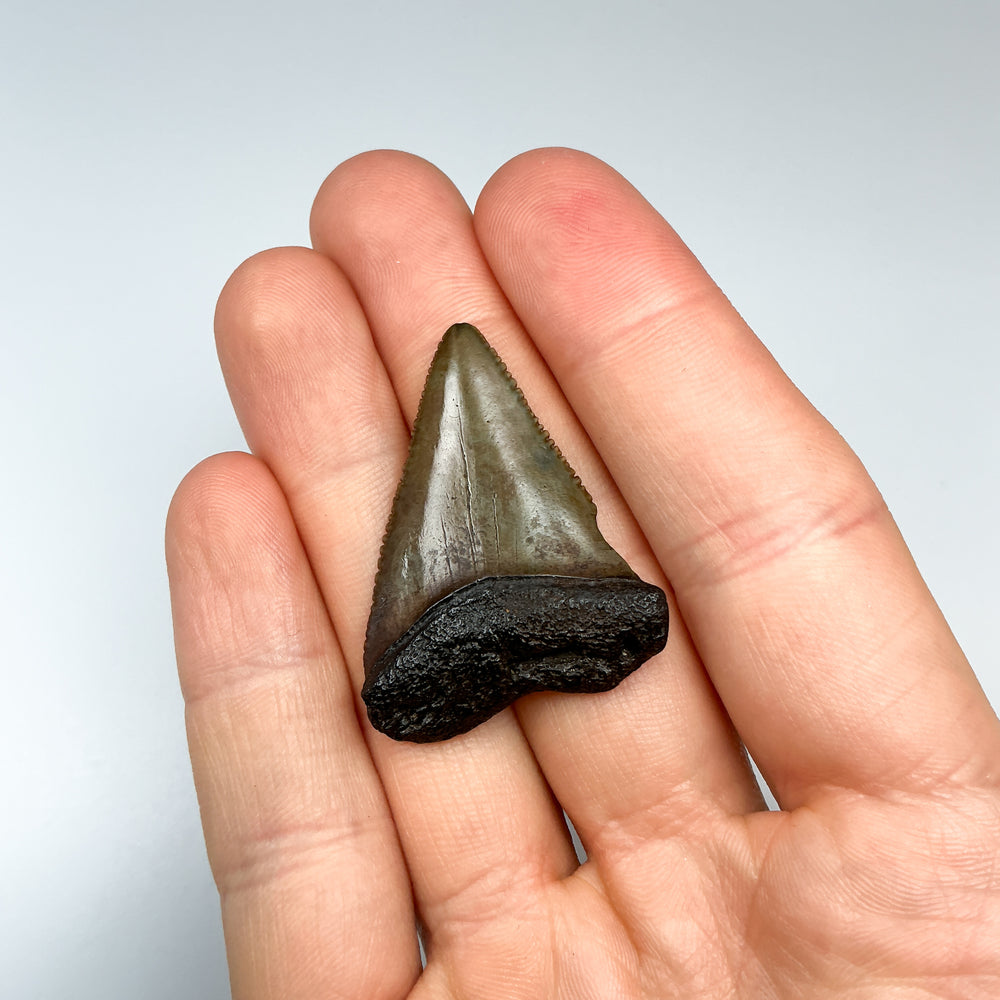 Fossilized Shark Tooth Specimen: Great White Shark