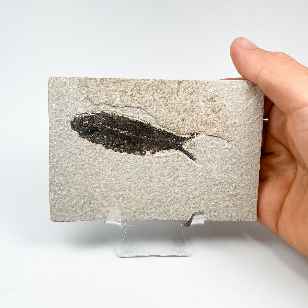 Fish Fossil