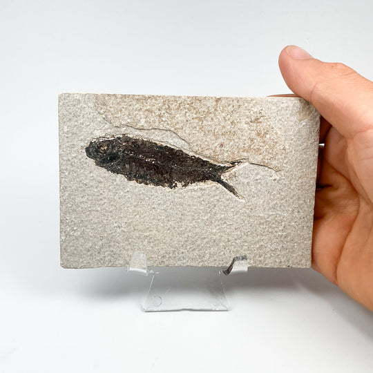 Fish Fossil