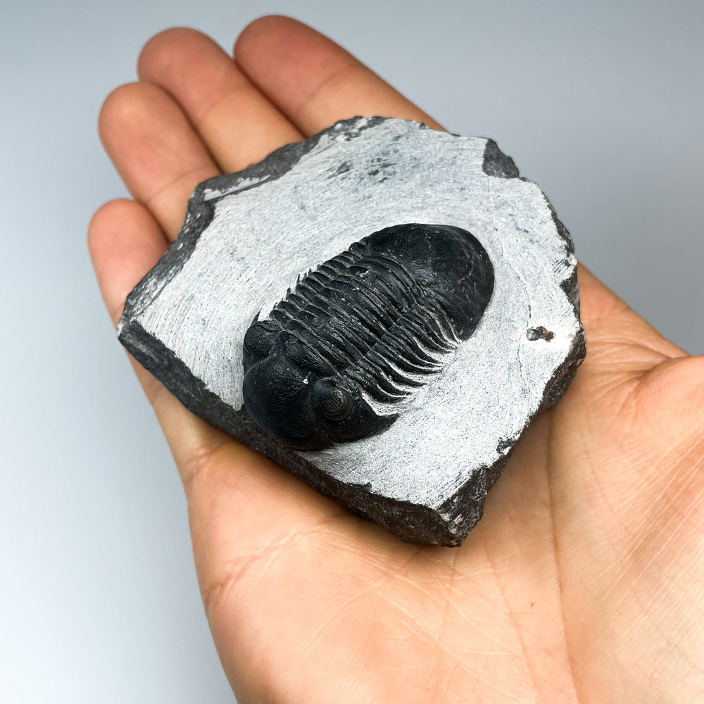 Trilobite Paralajurus Fossil