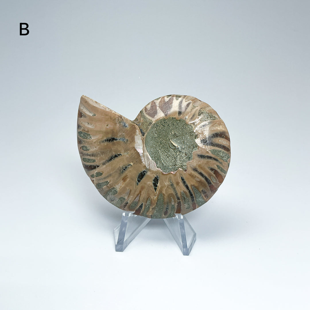 Chambered Ammonite