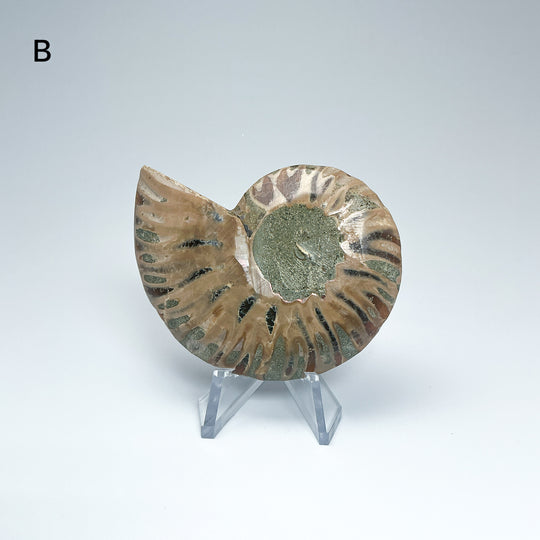 Chambered Ammonite