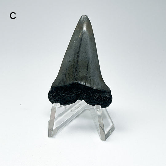 Fossilized Shark Tooth Specimen: Extinct Great White Shark