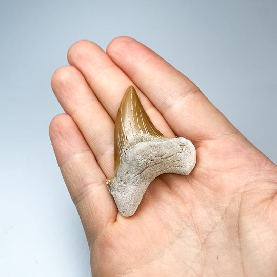 Fossilized Otodus/Lamna Shark Tooth Specimen