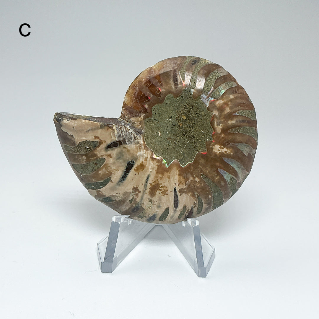 Chambered Ammonite