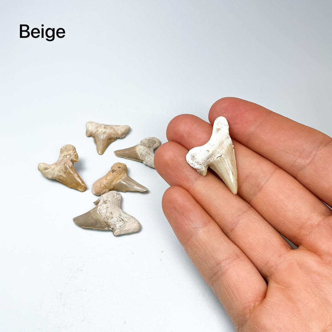 Fossilized Otodus/Lamna Shark Tooth Specimen