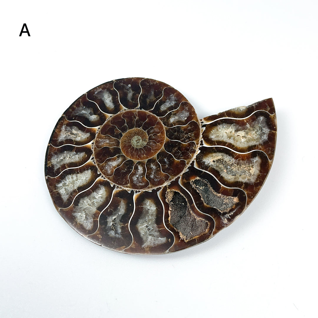 Chambered Ammonite - Rocks and Gems Canada