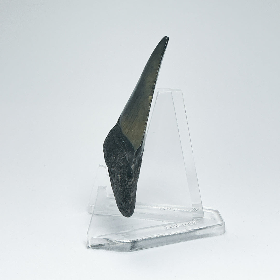 Fossilized Shark Tooth Specimen: Carcharodon Megalodon