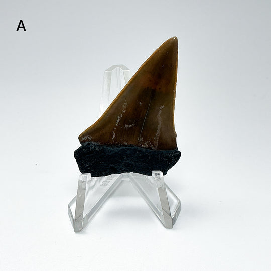 Fossilized Shark Tooth Specimen: Extinct Great White Shark