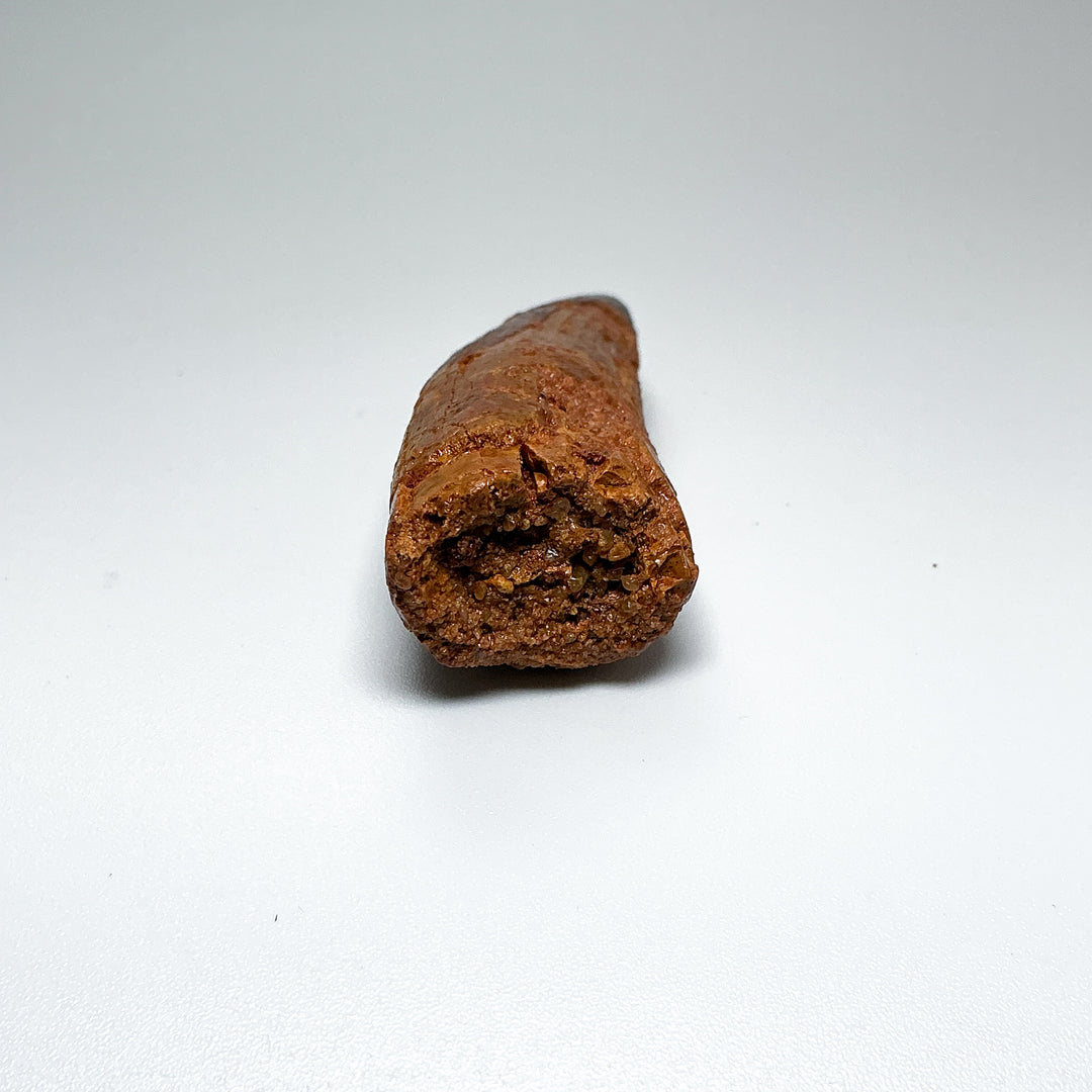 Fossilized Spinosaurus Tooth Specimen