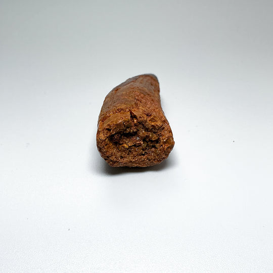 Fossilized Spinosaurus Tooth Specimen