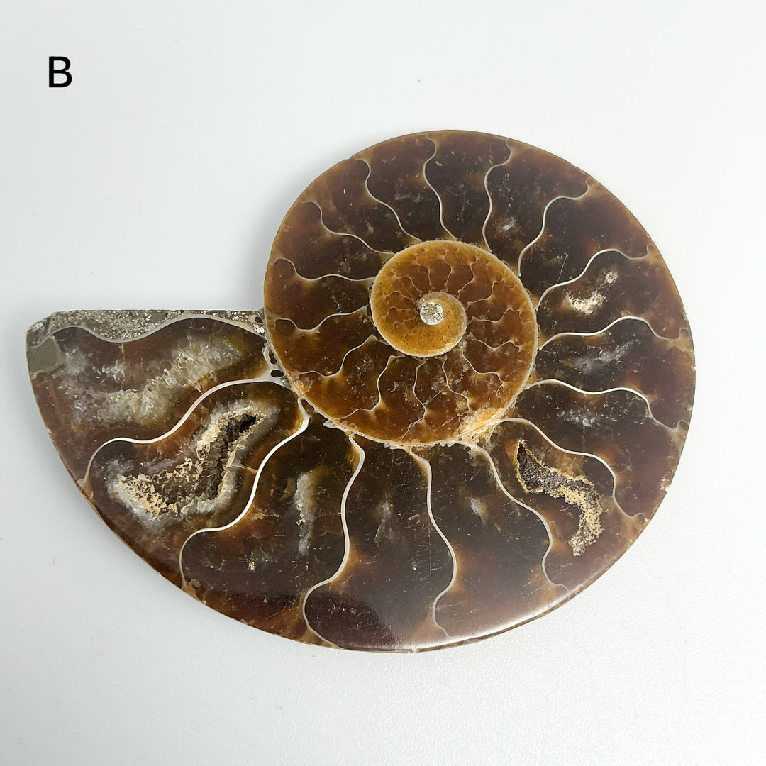 Chambered Ammonite
