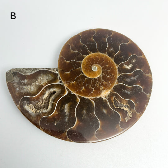 Chambered Ammonite