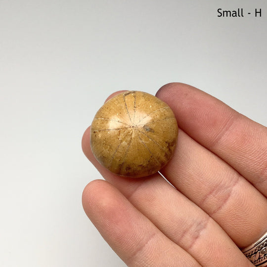 Sea Urchin Fossil - Rocks and Gems Canada