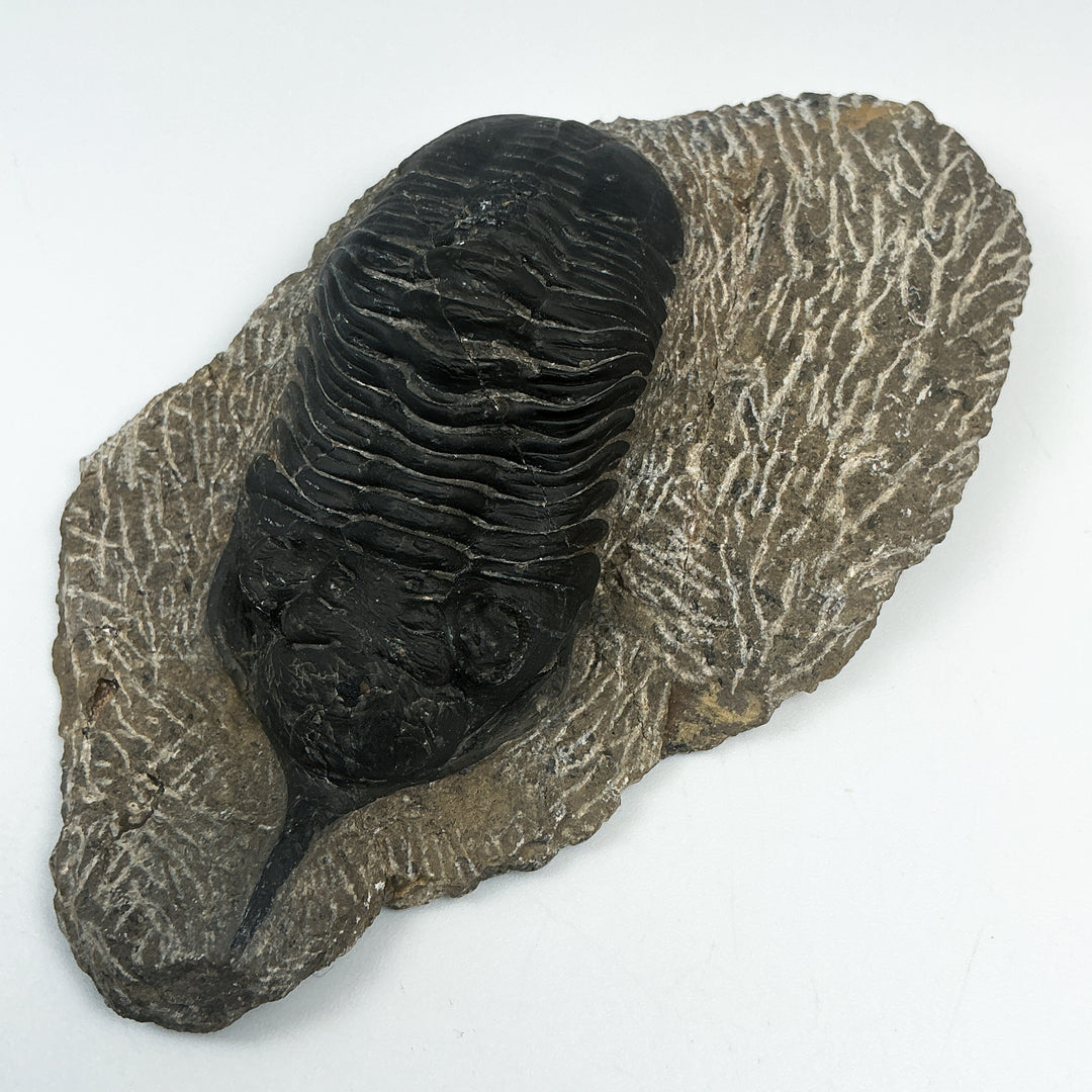 Trilobite Moroccanite Fossil