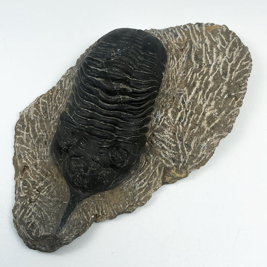 Trilobite Moroccanite Fossil
