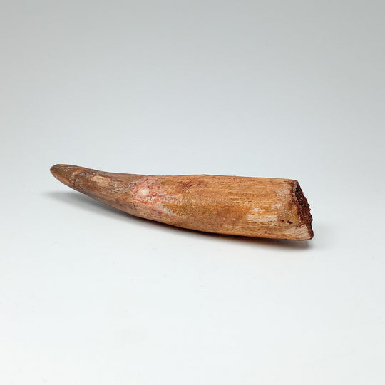 Fossilized Spinosaurus Tooth Specimen - Rocks and Gems Canada