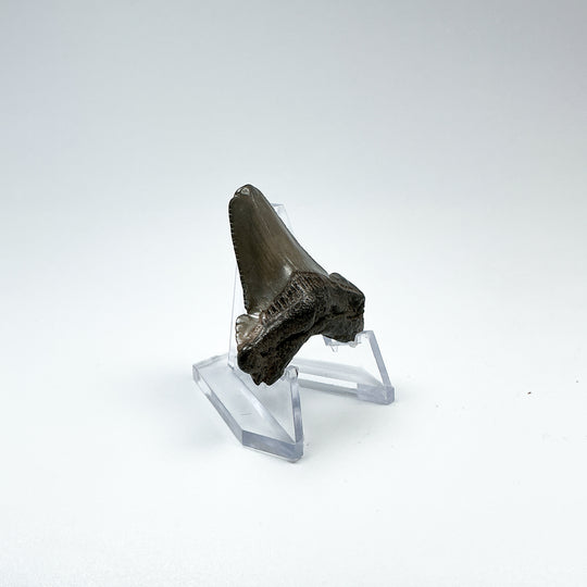 Fossilized Shark Tooth Specimen: Early Megalodon - Rocks and Gems Canada