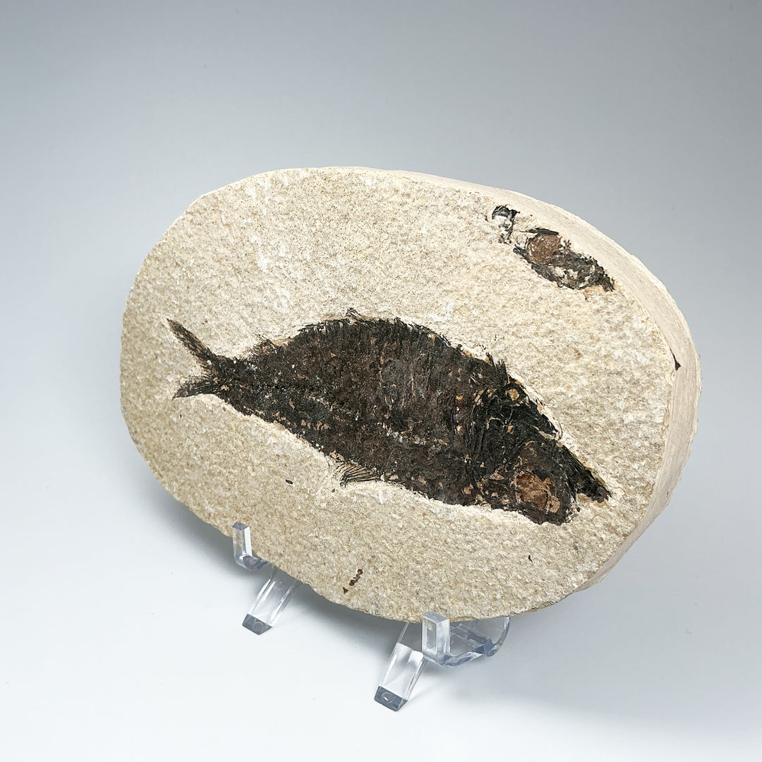 Fish Fossil - Rocks and Gems Canada