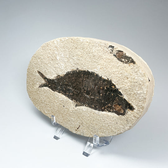 Fish Fossil - Rocks and Gems Canada