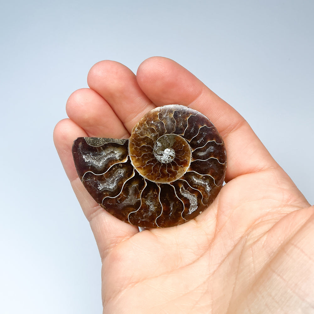 Chambered Ammonite